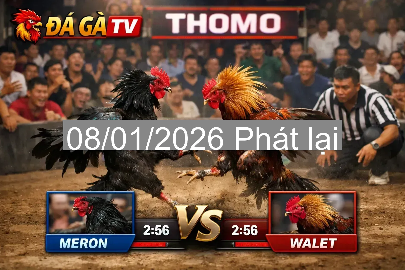 🔥 Video đá gà Thomo TH7B ngày 08/01/2026