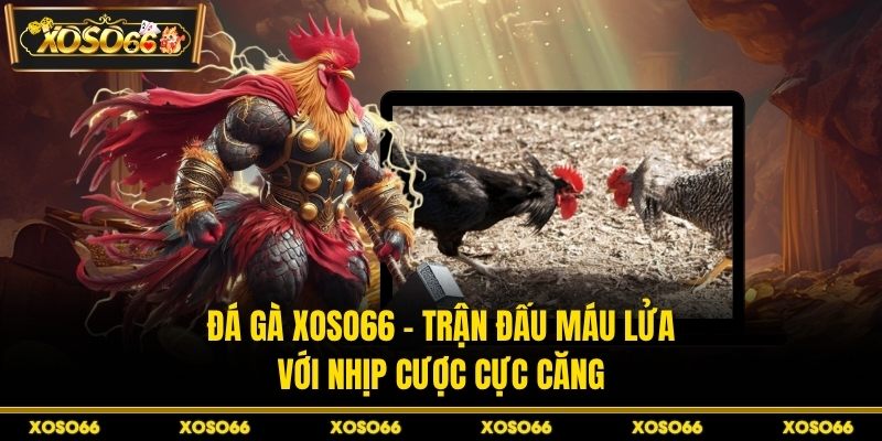 Đá gà XOSO66